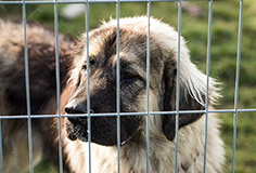 ワンワンケアホーム たんぽぽでは、お身体が不自由な飼い主様のために、出張サービスを行っております。